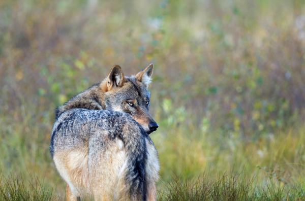 Bild 1 von 4: Ein Wolfsrudel kann sich in einem Gebiet von mehr als 1.000 Quadratkilometern bewegen.
