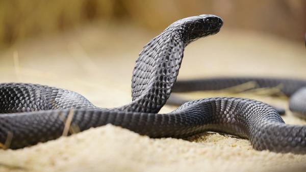 Die tödlichsten Schlangen der Welt