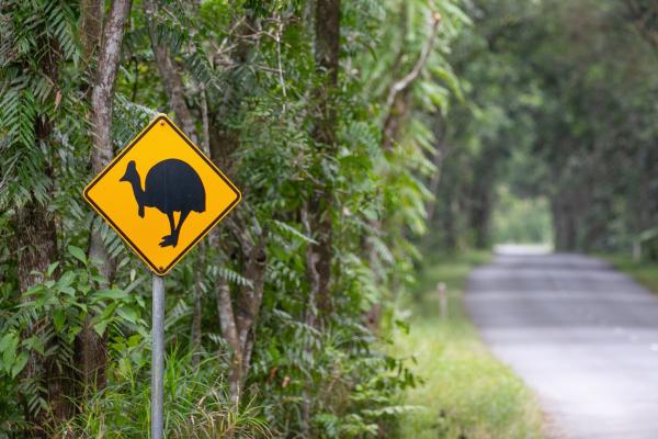 Bild 1 von 1: Mehr als Koalas und Kängurus: Eine Reise ins australische Queensland verspricht faszinierende Tierbegegnungen.