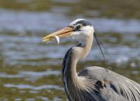 Yellowstone - Park der Extreme