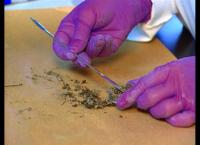 Medical Detectives - Geheimnisse der Gerichtsmedizin