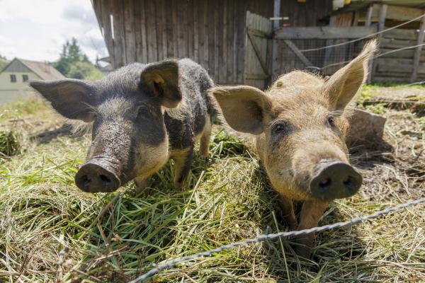 Bild 1 von 11: Wollschweine.