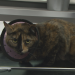 Pets & Docs - Ein Team für Tiere