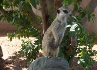 Das Waisenhaus für wilde Tiere
