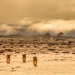 Die Wüstenlöwen der Namib - Aufbruch und Wiederkehr