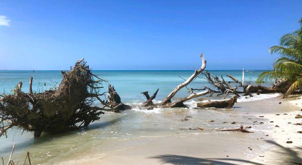 Bild 1 von 8: Strand im costa-ricanischen Cahuita Nationalpark.