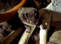 Big Five Südamerika