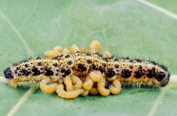 Bild 1 von 3: Ein parasitierter Parasit: Die Brackwespe legt ihre Eier an die Raupe des Kohlweißlings, die die jungen Larven dann als Nahrungsquelle nutzen.