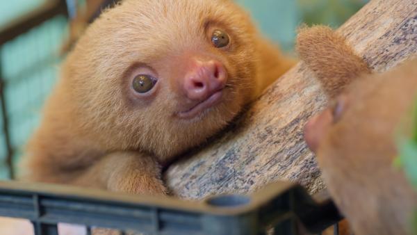 Bild 1 von 15: Immer wieder bleiben Faultiere verwaist zurück, wenn ihre Mütter durch Stromschläge an Stromleitungen sterben. Zum Glück gibt es Rettungsstationen, die sich um die Tiere kümmern.