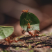 Natur Talente