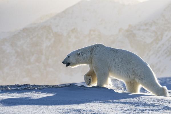 Bild 1 von 10: Eisbär auf Spitzbergen.