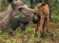 Wildes Skandinavien: Schweden