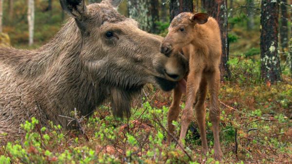 Bild 1 von 15: Ende Mai kommen die Kälber der Elche zur Welt - die Mutter leckt Ihr Neugeborenes trocken.