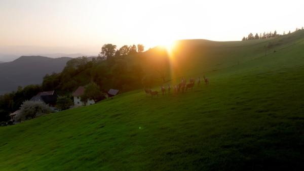 Bild 1 von 8: Im Bild: Abendstimmung mit Hirschkälbern auf der Saualpe.
