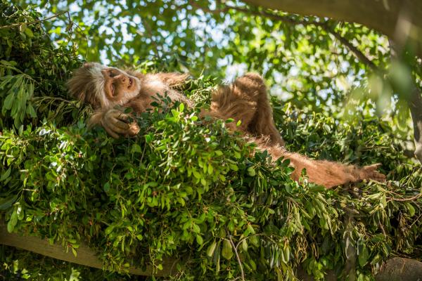 Bild 1 von 4: Schlafnester sorgen dafür, dass der Schlafende nicht so leicht vom Baum fällt. Forscher glauben, dass ein erholsamer Schlaf wichtig für die Hirnentwicklung des Menschen und seiner nächsten Verwandten war.