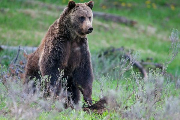 Bild 1 von 4: Der Grizzlybär zählt zu den größten Säugetieren im Yellowstone Nationalpark.