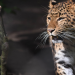 Leopard, Seebär & Co.