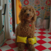 Wuffel, der Wunderhund