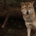 Der Wolf kommt zurück