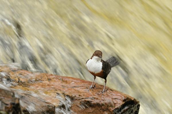 Bild 1 von 10: Wasseramsel (Cinclus cinclus).