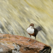 Wildnis, Whisky, Highlands - Schottlands Quell des Lebens