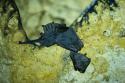 3sat 18:15: Mexikos magische Tierwanderungen