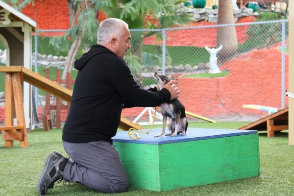 Bild 1 von 1: Cesar Millan