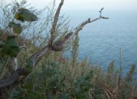 Blaues Wunder Pazifik