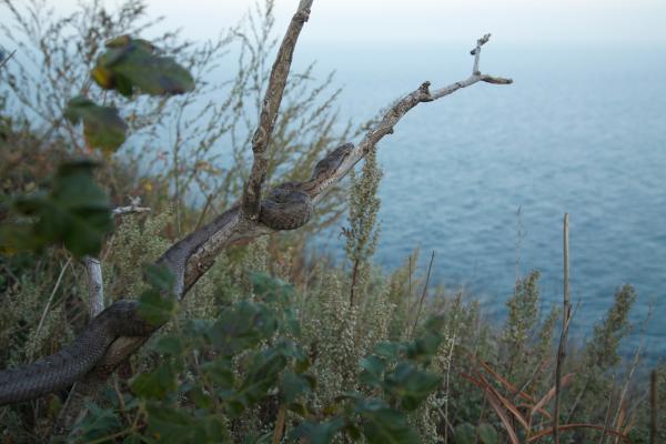 Bild 1 von 10: Auf einer kleinen Felsinsel mitten im Golf von Bo Hai vor China spielen sich im Herbst dramatische Szenen ab. 20 000 Grubenottern erwarten hungrig die eintreffenden Zugvögel. Die erschöpften kleinen Gäste ahnen von der lauernden Gefahr nichts.