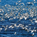 Der Flug des Seeadlers