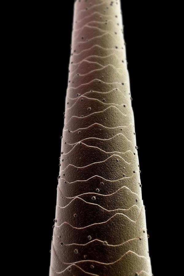 Bild 1 von 2: Weltweit sind Erzählungen von Beziehungen zwischen Menschen und Außerirdischen verbreitet. Die Entschlüsselung des Erbguts zeigt, dass die menschlichen Wurzeln anders aussehen als gedacht. Experten gehen in dieser Folge der Frage nach, ob die nicht identifizierbaren Bestandteile in der DNS von extraterrestrischen Wesen stammen könnten.