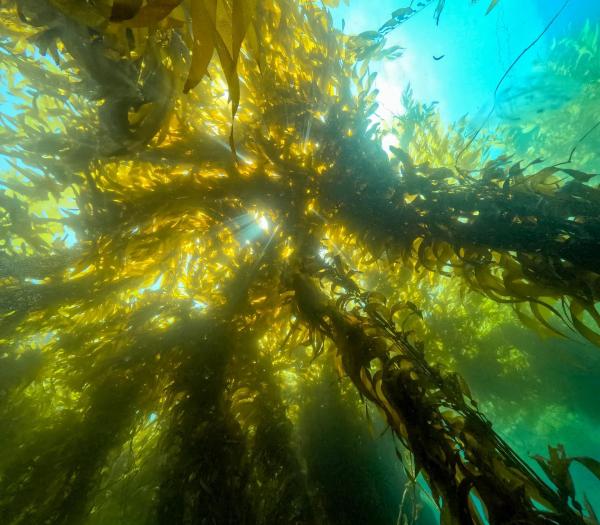 Bild 1 von 18: Im Bild: Riesentang ist eine bis zu 45 Meter hohe Alge, sie wächst als artenreicher Kelpwald an Kaliforniens Küste.