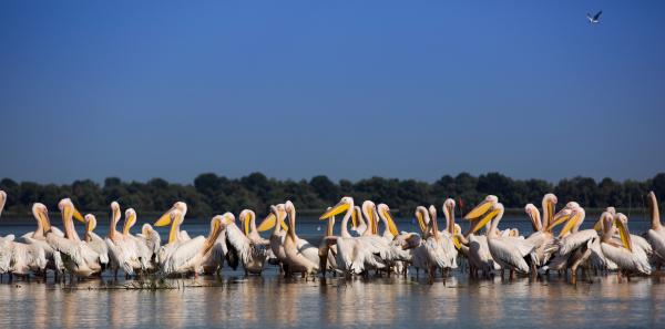 Bild 1 von 15: Jeden Sommer versammeln sich Tausende Pelikane im Donaudelta.