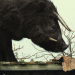 Beasts of the Southern Wild