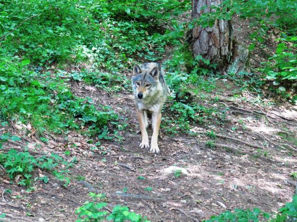 Bild 1 von 8: Ein Wolf in den Zentralalpen Italiens.