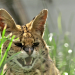Geschichte der Tiere