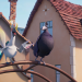 Coop Troop