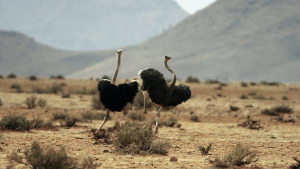 Bild 1 von 3: Mit fast 70 Kilometern pro Stunde sind Strauße die schnellsten Zweibeiner der Erde.