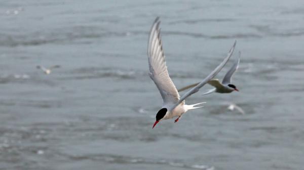 Bild 1 von 1: Küstenseeschwalben jagen im Meer zwischen den Nordfriesischen Inseln.