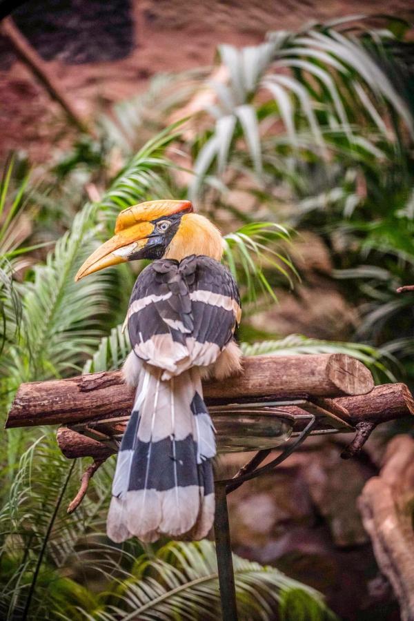 Bild 1 von 3: Im Bild: Doppelhornvogel.