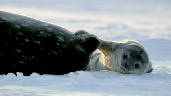 Bild 1 von 14: Im Bild: Eine Weddellrobbenmutter und ihr Junges auf dem Eis im antarktischen Rossmeer. In den ersten 6 Wochen seines Lebens wird es völlig von ihr abhängig sein, während es wächst und schwimmen lernt.