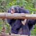 Anna und die wilden Tiere