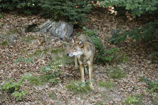 Bild 1 von 3: Ein Wolfsrüde aus dem Nationalpark Bayerischer Wald im Tierfreigelände des Hauses zur Wildnis in Ludwigsthal.