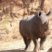 Tödliches Afrika - Killer der Savanne