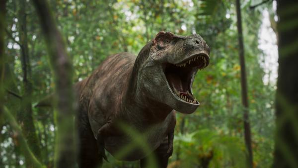 Bild 1 von 15: Wissenschaftler gehen davon aus, dass sich Triceratops und Tyrannosaurus rex ein evolutionäres Wettrüsten geliefert haben, aus dem das ultimative Raubtier und der ultimative Verteidiger hervorgingen.