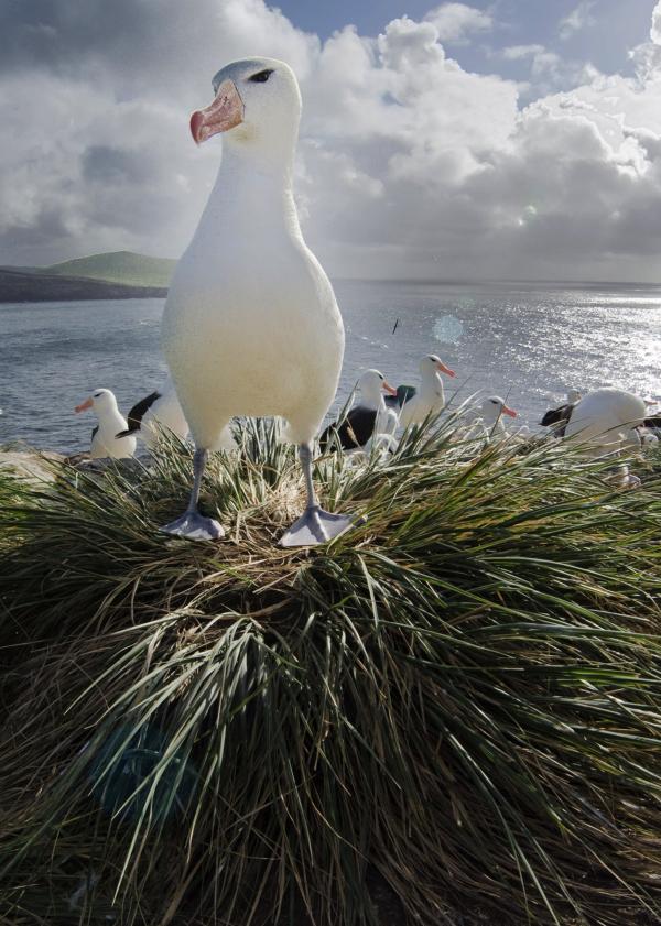 Bild 1 von 4: Der Schwarzbrauen-Albatros zählt zu den elegantesten Fliegern der Welt.
