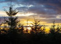Vier Jahreszeiten - Ein Wald im Wandel