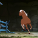 Lenas Ranch