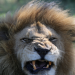 Kielings wildes Afrika