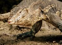 Brahmaputra - Der große Fluss vom Himalaya